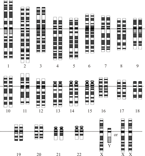 Name (dt.) wiss. Name Gesamtzahl Chromosomen Hefe 32 Champignon 8 Daten-Q: http://www.meine-molekuele.de/die-chromosomen-zellteilung-rekombination FLINT: Biologie in Zahlen (G. Fischer Verl.