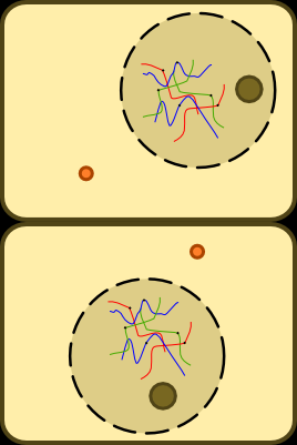 In der folgenden Anaphase teilen sich die Centromere, so dass die einzelnen Chromatiden vorliegen. Die verschiedenen Spindelfasern gleiten aneinander vorbei ( Cytologie).