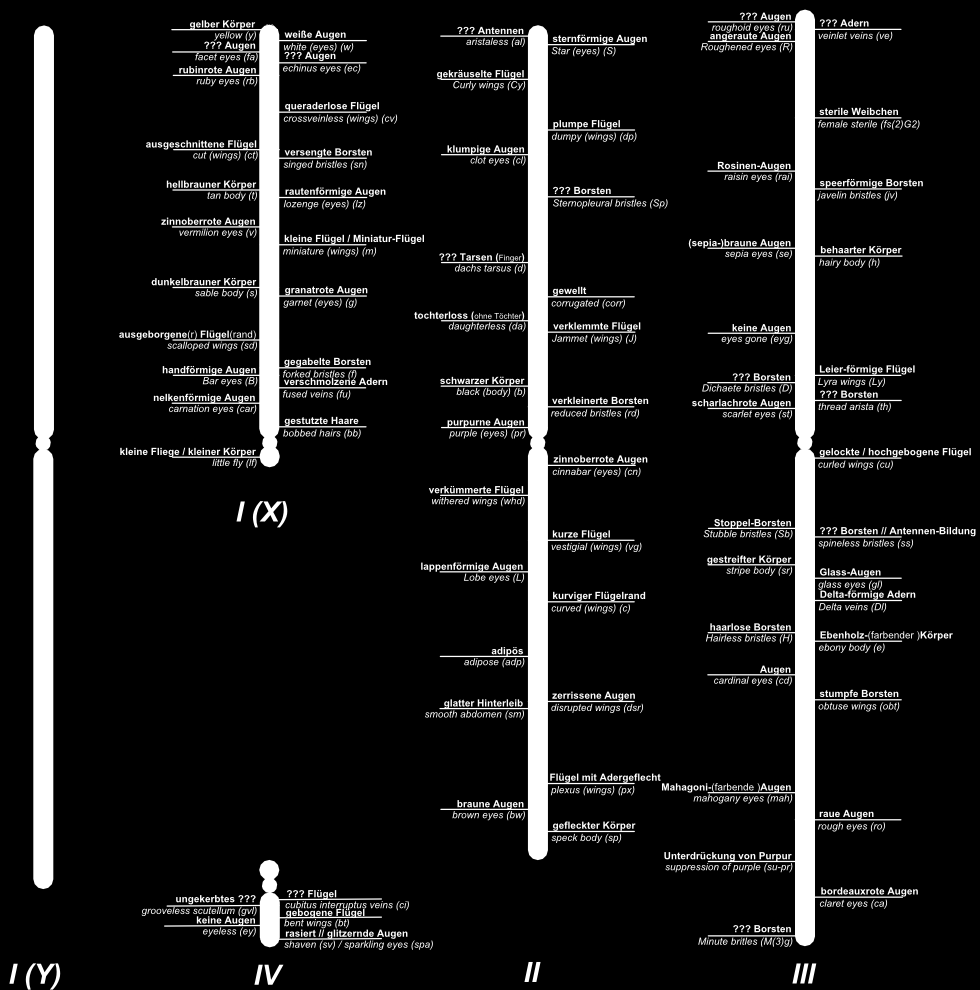 Chromosomen-Karte mit der Lage wichtiger / ausgewählter Gene für Drosophila melanogaster