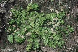 Pflanzenarten Froschkraut Luronium natans