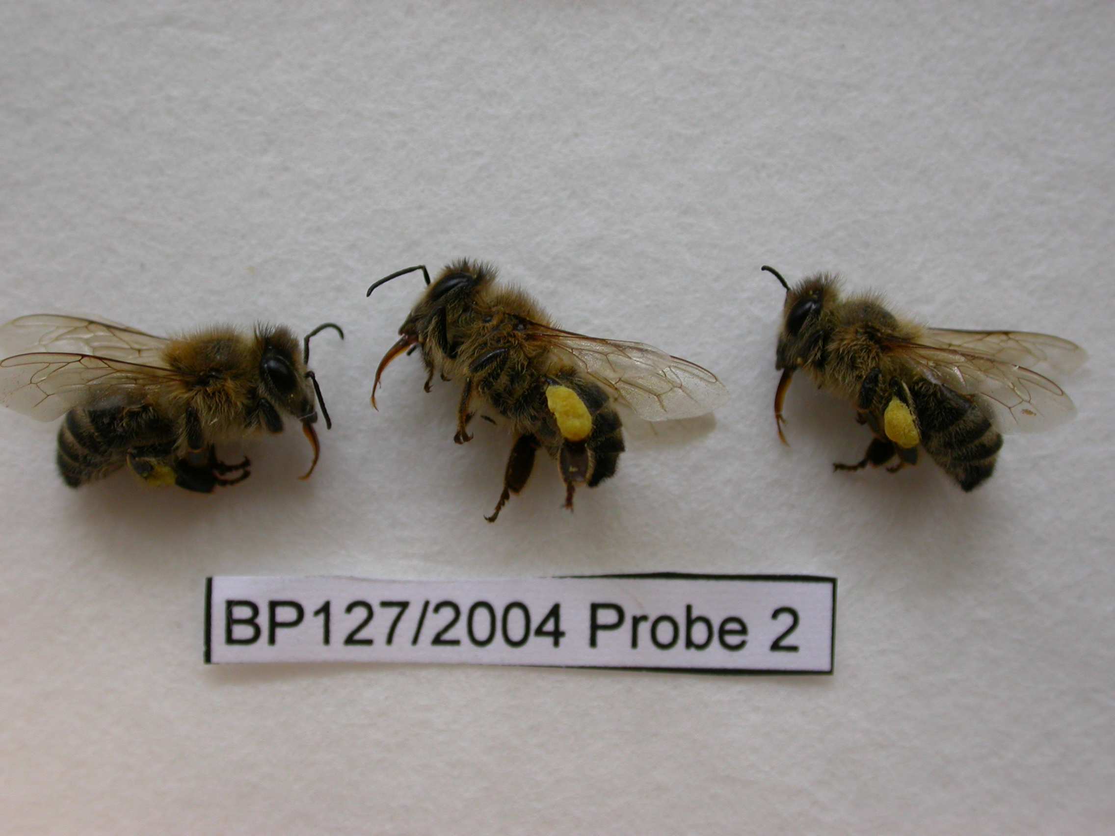 Maßnahmen bei Vergiftungsverdacht von Bienenvölkern Beispiele für Vergiftungssymptome Starker Bienentotenfall vor dem Flugloch Tote Pollensammlerinnenvor Flugloch Weiße Augensicheln bei Vergiftung