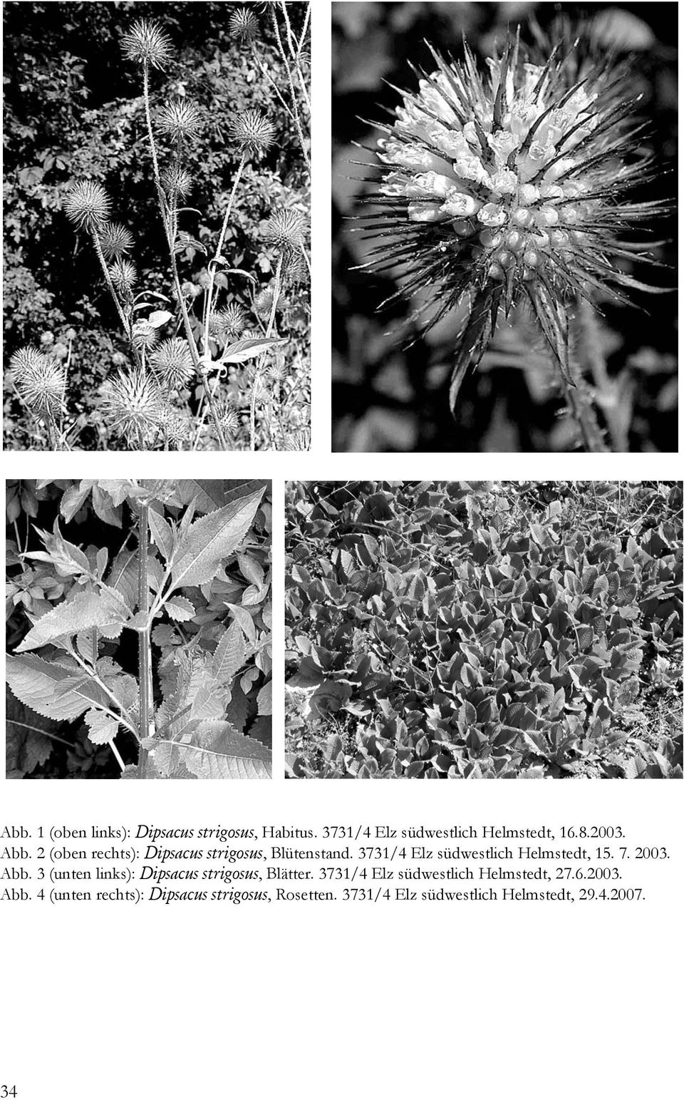 Abb. 3 (unten links): Dipsacus strigosus, Blätter. 3731/4 Elz südwestlich Helmstedt, 27.6.2003.