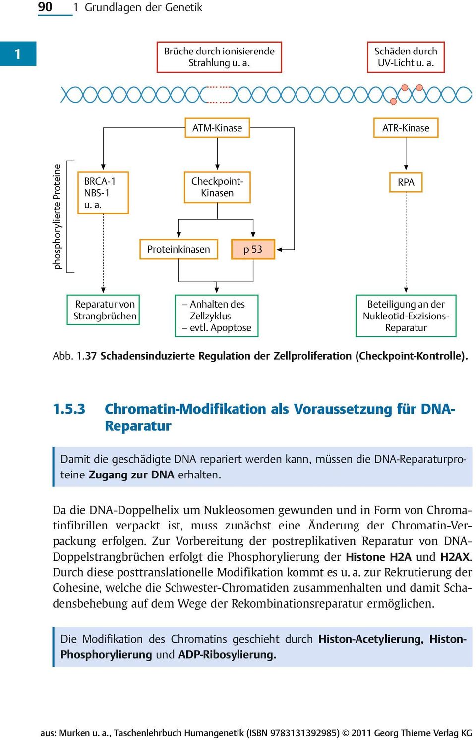 3 Chromatin-Modifikation als Voraussetzung für DNA- Damit die geschädigte DNA repariert werden kann, müssen die DNA-proteine Zugang zur DNA erhalten.