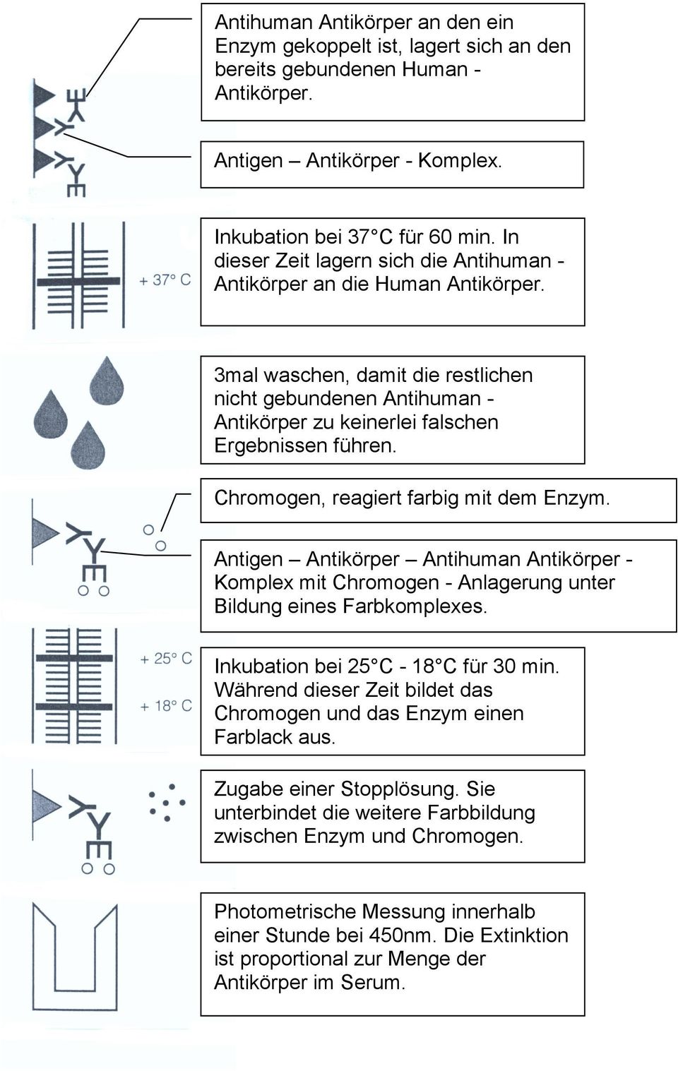 Chromogen, reagiert farbig mit dem Enzym. Antigen Antikörper Antihuman Antikörper - Komplex mit Chromogen - Anlagerung unter Bildung eines Farbkomplexes. Inkubation bei 25 C - 18 C für 30 min.