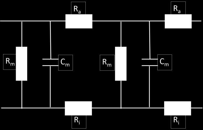 b) Membranwiderstand R m c) Widerstand außen R a d) Widerstand innen R i Da der Widerstand und die Kapazität kontinuierlich über das Axon verteilt sind, müssen sehr kleine Abschnitte des Axons mit