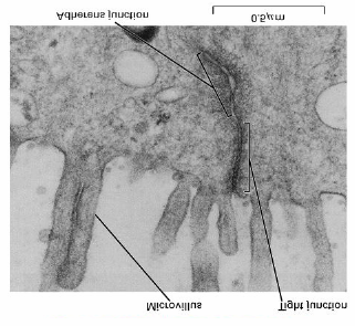 Pankreas-Azinuszellen als Beispiel polarisierter Zellen zentrales Kanälchen apikale Membran sektretorische Vesikel tight junctions basolaterale Membran