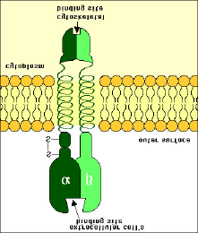 Hemi-Desmosomen Halb-Desmosomen, an denen die Intermediärfilamente der Zellen nicht mit Nachbarzellen, sondern mit einer Basalschicht (der Basal-Lamina) verknüpft sind. 107 Integrine.