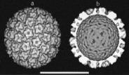 Herstellung des 4-fach-HPV Impfstoffs VLP* ist DNA-frei L1 L2 L1-Protein 5 x L1 L1-Kapsomer Atomic force microscopy image of a single VLP Typ 18 Typ 16 5 x L1 selfassembly 72 Kapsomere Typ 11 Typ 6 +