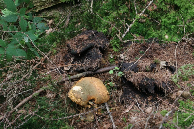 Die Schleimpilze sind streng genommen keine Pilze, werden aber aus historischen Gründen noch bei den Pilzen geführt.
