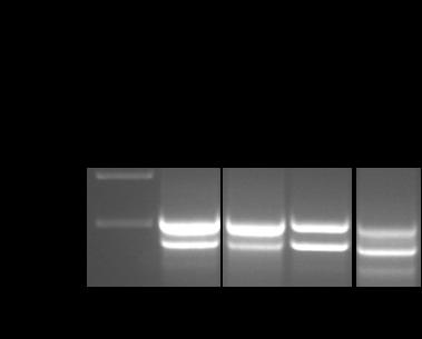 7. Anhang 138 Anhang 5: CR-RT-PCR-Analyse einzelner mitochondrialer Transkripte in Col, SALK071821, SALK094849 und SAIL663D05 Anhang 5: