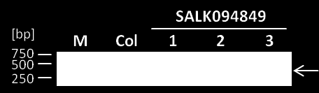 3. Ergebnisse 73 (Abbildung 33). Durch eine Sequenzierung (mit SynLB4 bei SAIL663D05 bzw.