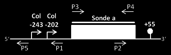 3. Ergebnisse 89 thern-blot-analyse gegen einen Bereich stromabwärts des 3 -Endes der reifen nad2-mrna, kommt es auch hier zu einer sehr starken Anreicherung von 3 -verlängerten Molekülen.