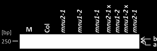 3. Ergebnisse 90 den, wobei das 830 nt große Transkript ein 5 -Ende bei -202 und das 870 nt große Transkript ein 5 -Ende bei -243 aufweist (Transkripte 1 + 2, Abbildung 51B).