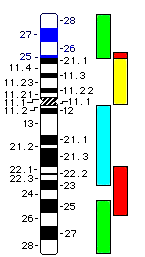 Ergebnisse - 101-3.5.6.4 Zusammenfassung der Ergebnisse Die Hybridisierungen mit der WCP-X-Sonde und das mband können eine Beteiligung weiterer Chromosomen an dieser Strukturaberration ausschließen.