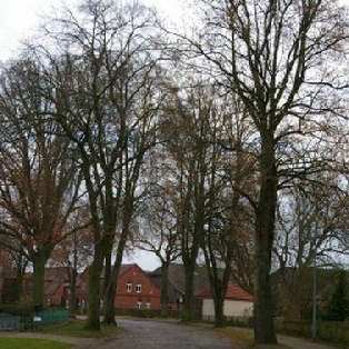 Das Ensemble Kopfsteinpflasterstraße mit Alleebäumen ist nicht nur gemäß LNatG M-V 27 geschützt sondern auch denkmalgeschützt. Die hohen Bäume prägen in diesem Bereich entscheidend das Dorfbild.