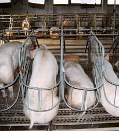 Kampagne «Stopp Import-Schweinerei!» Schweineleben: Neue Aktionen gegen Import-Sauereien n von Sabine Otto und Milena Burri Die Kampagne «Stopp Import-Schweinerei!» läuft seit eineinhalb Jahren.