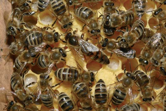 Fachberatung Bienenstockgeflüster: Wenn eine Königin erzählen könnte Hallo, Ihr Gartenfreunde in den Leipziger Kleingärten: Meinem Bienenpapa (Imker) raune ich zu, wie es uns Bienen, den Hummeln,