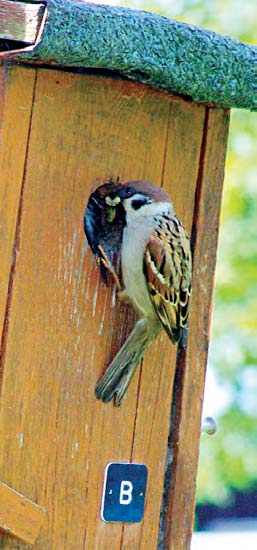 Fachberatung Wissenswertes aus der Vogelwelt: Sperlinge (2) - der Feldsperling In der Oktoberausgabe hatten wir den Haussperling als eine der bei uns heimischen Sperlingsarten betrachtet.