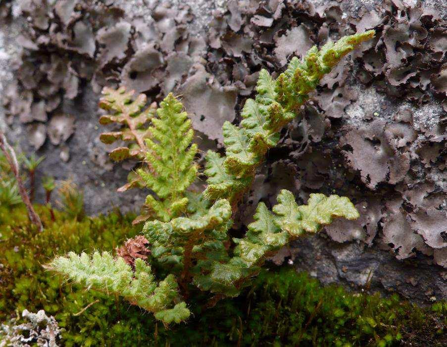 Foto 18: Woodsia ilvensis, Habitus: kräftiger Stock mit mehreren Jungpflanzen (rechts)