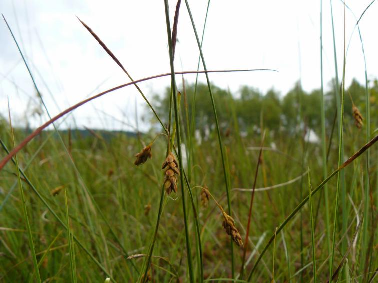 Foto 4: Blütenstand von Carex limosa (S. Hodvina) Status: Indigen (einheimisch) Gefährdung: RL Deutschland 2; RL Hessen 1, RL H NW ; RL H NO 1; RL H SW 0; RL H SO 0.