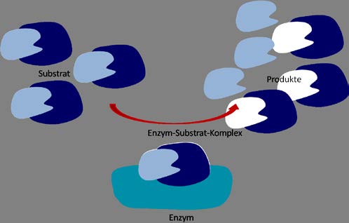 Die Reaktionen könnten auch ohne Enzyme stattfinden, würden dann jedoch in einem viel längeren Zeitraum ablaufen oder eine hohe Zufuhr von Wärme oder eine Zugabe von Katalysatoren benötigen.