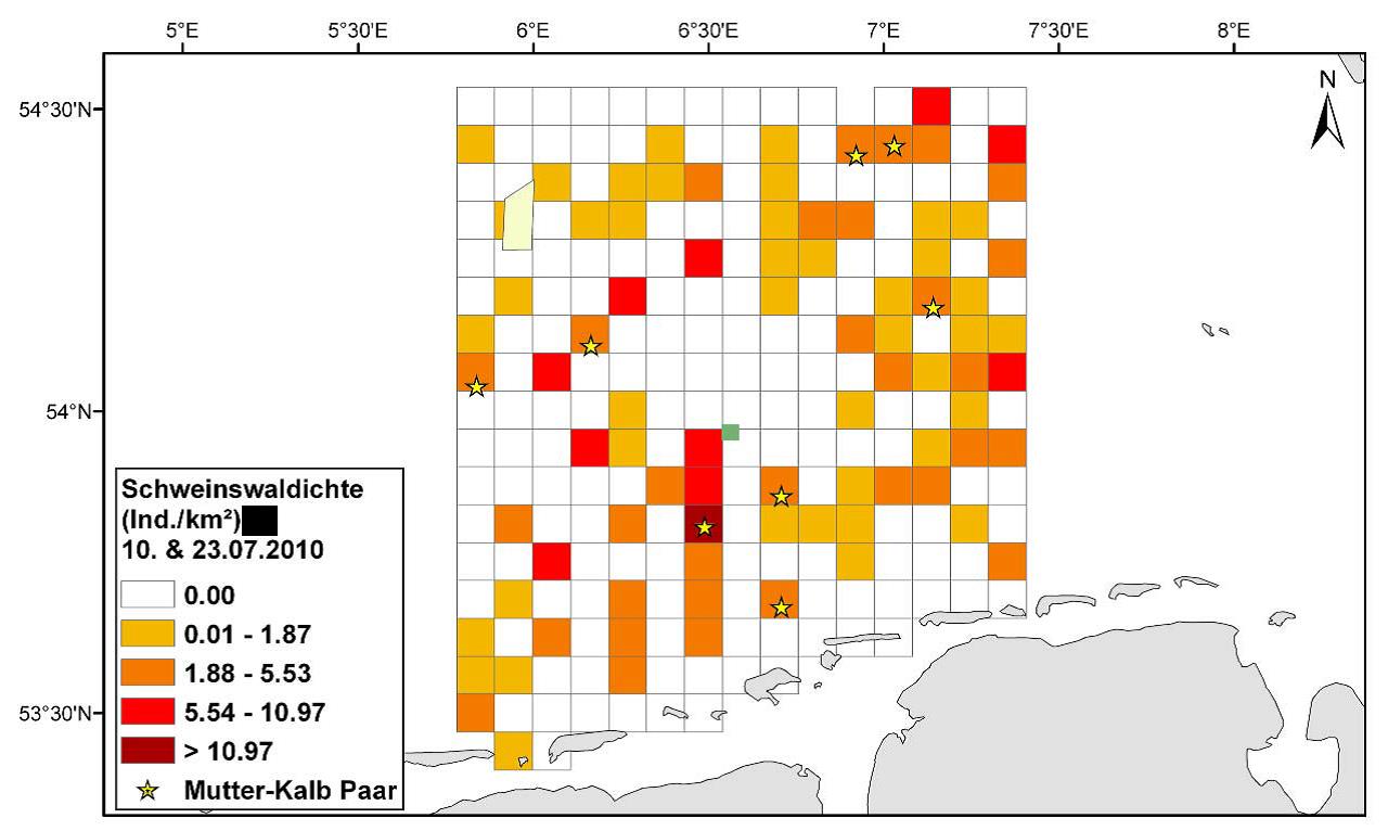 Abbildung 28: Ergebnisse der fluggestützten Schweinswalerfassung im Juni 2010. Dargestellt ist die mittlere Dichte pro Rasterzelle (7x7 km).