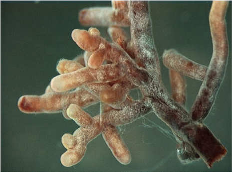 Andere Anwendungen Mykorrhiza wirkt bei 95% aller Nutz- und Zierpflanzen.
