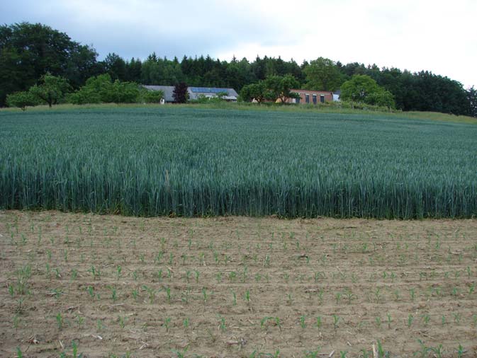 Maßnahmen gegen die Bodenerosion Mögliche Fruchtfolgeglieder: Getreide Raps Kurzumtrieb Kümmel