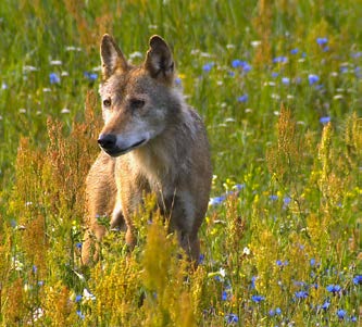 INFO WOLF Wölfe in Deutschland Die wichtigsten Fragen und Antworten Der Wolf kehrt in seine alte Heimat zurück!