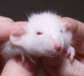 Tierversuche sind gefährlich Menschen und verschiedene Tierarten verstoffwechseln Substanzen oft ganz unterschiedlich. Auf Ergebnisse aus Tierversuchen ist daher kein Verlass.