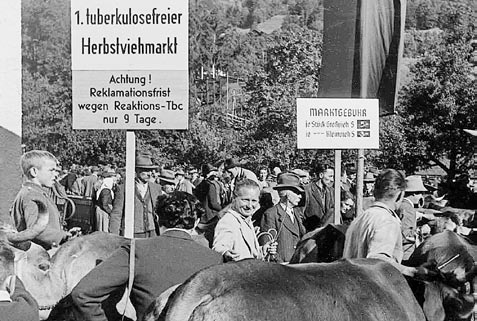 Herbstviehmarkt Schruns 1950 Das Montafon profitierte von neuen Schulbauten (Gargellen, Gaschurn, Gortipohl, Innerberg, Jetzmunt, Schruns, Gamprätz, Gamplaschg, Gauenstein, Silbertal-Buchen, St.
