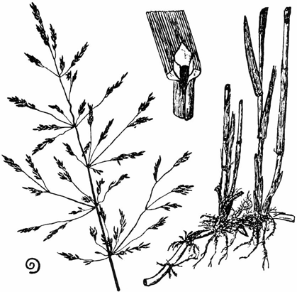 16. Fioringras Agrostis alba var.