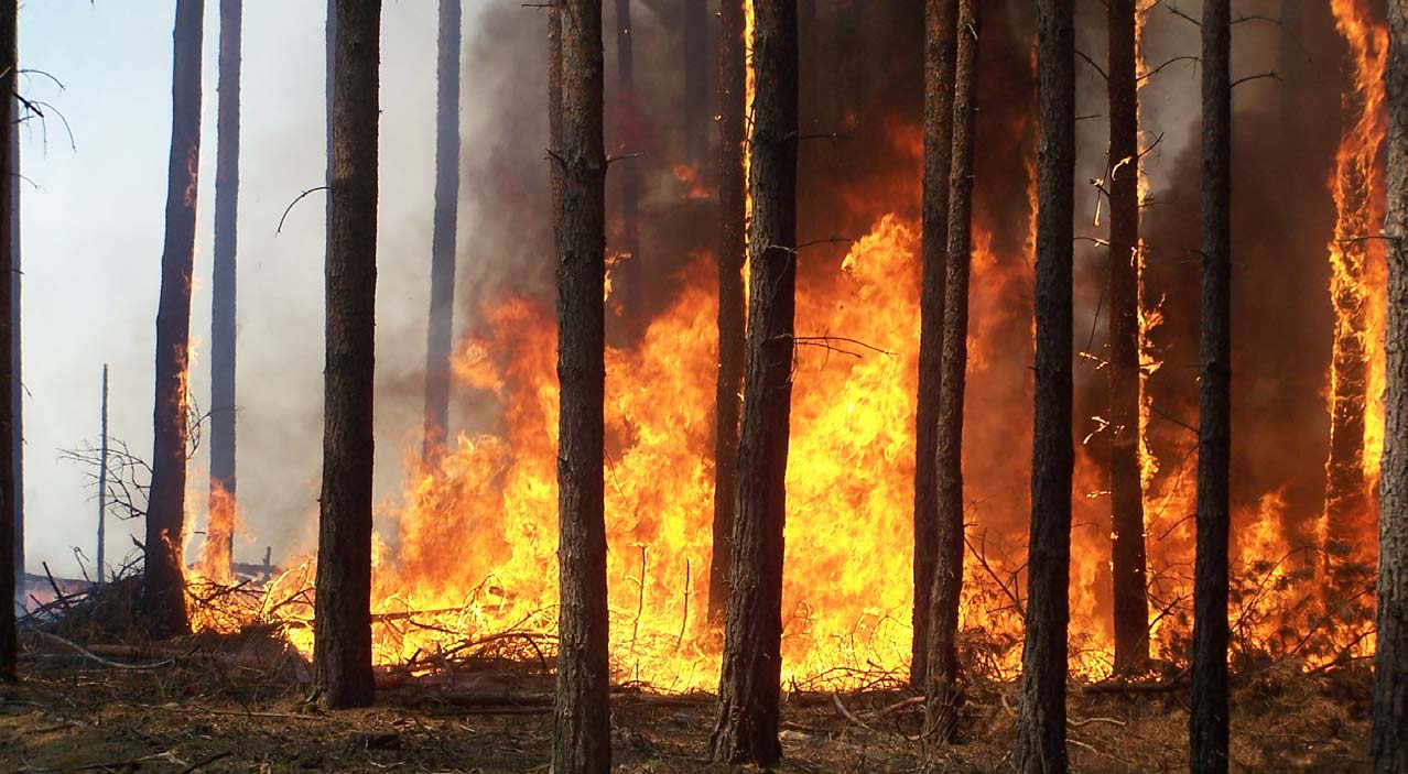 Forst Waldbrandstatistik 25 für das Land Brandenburg