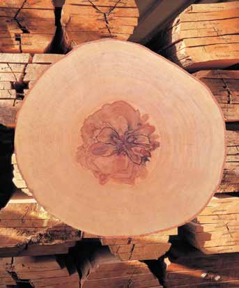Massivholz Von gewollten und ungewollten Makeln. Lange Zeit galt auch bei Holz, dass nur das Ebenmäßige schön ist.