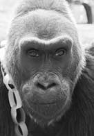 Eine Gorilla-Greisin Der 22. Dezember 1956 war ein historischer Tag in der Zoo-Welt: Zum ersten Mal kam in einem Zoo ein Gorilla zur Welt.