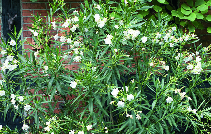 4 Oleander Nerium oleander Mit dem Inbegriff mediterraner Pflanzenpracht herrscht im Handumdrehen Urlaubsflair und La Dolce Vita auf Terrassen und Balkonen.
