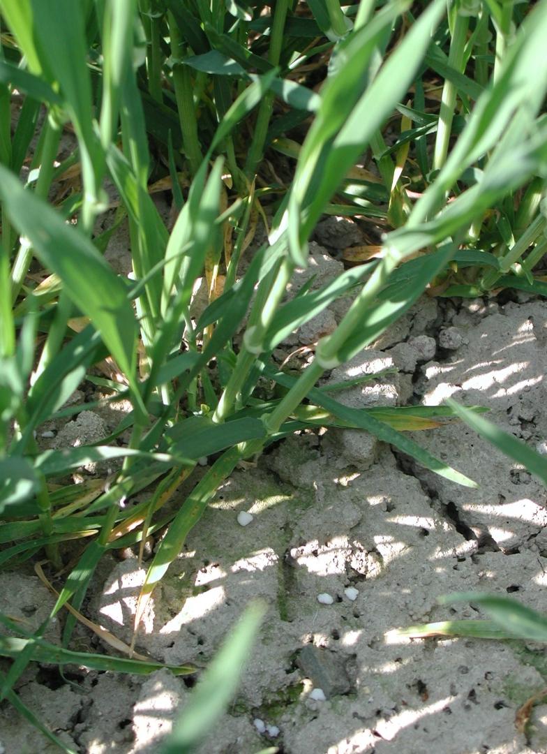 Warum stabilisiert düngen? Frühjahrstrockenheit» Monate März bis Juni ohne nennenswerte Niederschläge Dünger bleibt auf der Bodenoberfläche liegen und steht der Pflanze nicht zur Verfügung.
