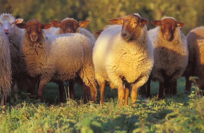 Ökologische Schaf- und Ziegenhaltung in Deutschland Forschungsprojekte aus dem Bundesprogramm ökologischer Landbau (BÖLN) Ute Baumbach Gäa e.v.