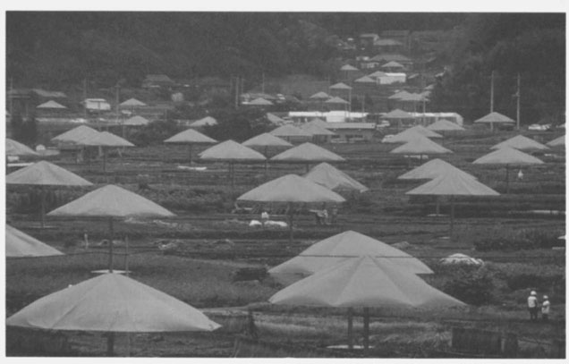 THEUMBRELLAS (Die Schirme), Japan - U.S.A. 1984-91 1.