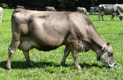 Angepasste Zucht für die Weidehaltung Jede Kuh kann weiden In vielen Betrieben reicht das Angebot an beweidbaren Flächen nur für eine Stunden- oder Halbtagesweide.