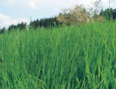 Die Weide im Jahresverlauf: Graszuwachs und Weidephasen Das Graswachstum variiert im Laufe der Vegeta tion stark. Ausschlaggebend dafür sind in erster Linie die Niederschläge und die Temperatur.