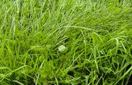 Bestand Eine dichte und trittfeste Grasnarbe ist eine entscheidende Voraussetzung für erfolgreiche Weidewirtschaft. Sie erfordert einen hohen Anteil an rasenbildenden Gräsern.