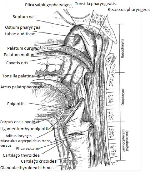 1.2 Anatomie des Zungengrundes 1.2.1 Die Anatomie des Oropharynx Der Zungengrund gehört zur anatomischen Struktur des Oropharynx und bildet das hintere Drittel der Zunge.
