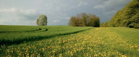 Indikatorenset der Nationalen Strategie zur biologischen Vielfalt Im Agrarland ist die Bestandssituation vieler Vogelarten kritisch (siehe Abbildung 2).