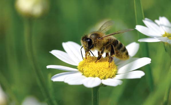 INdIKatoreNBerIcht 2014 zur Nationalen Strategie zur biologischen Vielfalt 1 Einleitung Europäische Honigbiene (Apis mellifera) Die biologische Vielfalt ist eine wesentliche Grundlage für das Leben