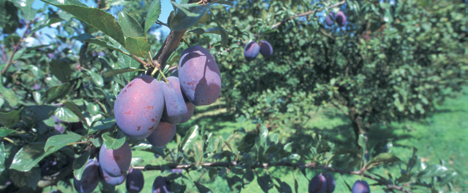 IndIkAtorenberIcht 2014 zur Nationalen Strategie zur biologischen Vielfalt Zwetschgen (Prunus domestica subsp. domestica) aus ökologischem Anbau 2.3.