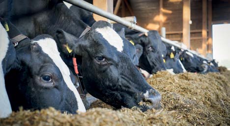 IndIkAtorenberIcht 2014 zur Nationalen Strategie zur biologischen Vielfalt Bei der Rinderhaltung entstehen Ammoniakemissionen. 2.3.