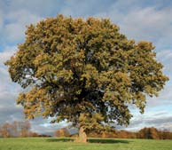 Indikatorenset der Nationalen Strategie zur biologischen Vielfalt Stieleiche (Quercus robur) markiert die Grenze zwischen Herbst und Winter.