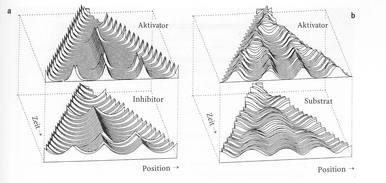 Aktivator-InhibitorModell versus Aktivator-Substrat Modell: in Aktivator-Substrat Modell sind peaks breiter und dichter gepackt in beiden Fällen gibt es einen minimalen Abstand zwischen zwei peaks