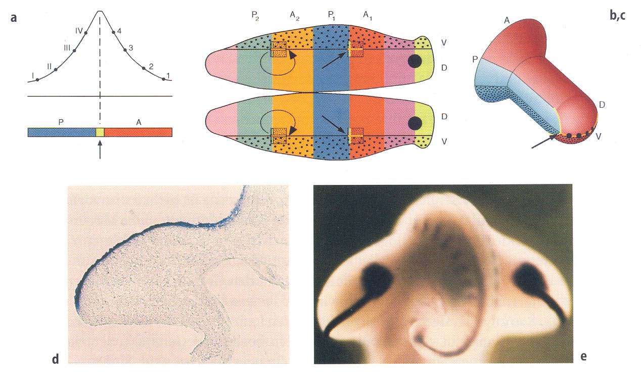 Entwicklung von Gliedmaßen beim Hühnerembryo Bildung einer Gliedmaßen-Anlage.